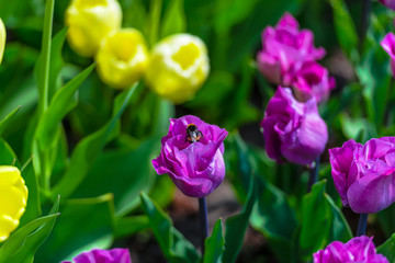 Fantastic flowers filed in Keukenhof garden, Holland