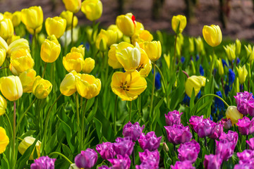 Obraz premium Fantastic flowers filed in Keukenhof garden, Holland