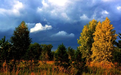 Fototapeta premium Nature