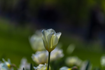 Fantastic flowers filed in Keukenhof garden, Holland