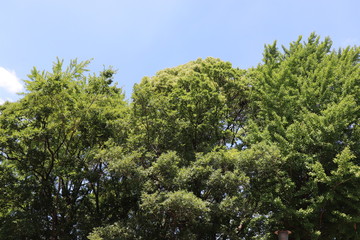 Fototapeta premium 夏の空
