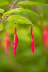 Fototapeta premium beautiful ear ring shaped pink flowers hanging on the branch with green background
