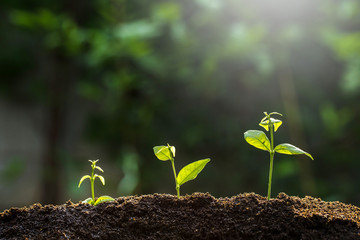 The seedling are growing from the rich soil to the morning sunlight ,growing concept