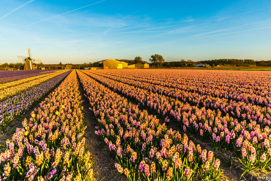 Beautiful view in Holland