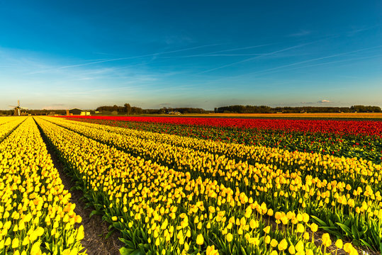 Beautiful view in Holland