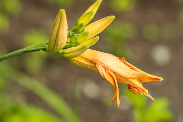 yellow day lily flower buds in the garden under the sun