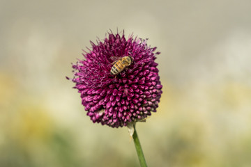 honeybee on top of ball shaped purple flower under the sun 