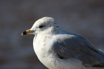 A closeup of a white bird perched on a concrete wall by the lake