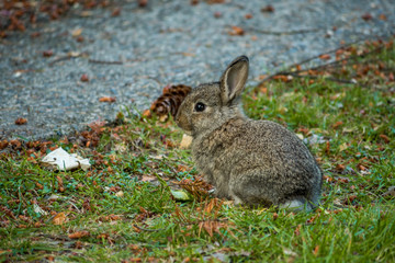 Naklejka na ściany i meble cute brown bunny sitting on the grass of sidewalk resting in the shade