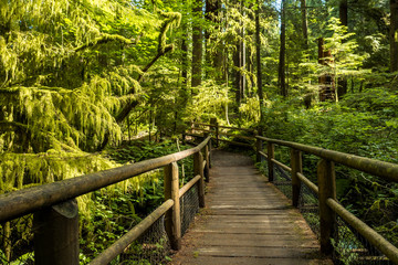 wooden bridge in the forest surrounded by old trees