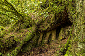 Fototapeta premium slope face with exposed tree roots system in the forest