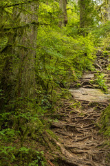 massive tree roots system crawling the uphill slope in the forest