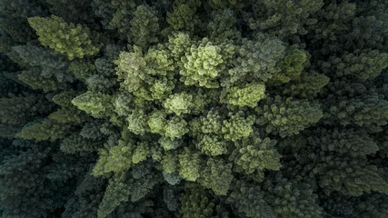 Selbstklebende Fototapeten Khaki Baumkronen und Nebelwald von oben  © Judah