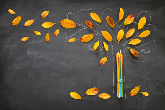 Back to school concept. Top view image of pencils next to tree sketch with autumn dry leaves over classroom blackboard background.