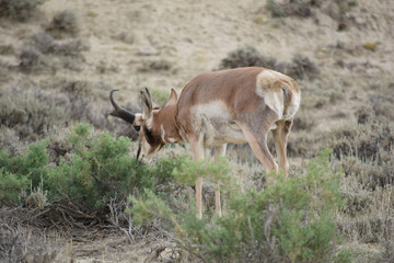 Wyoming Antelope