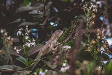 Chameleon on Tree