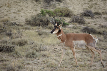 Naklejka na ściany i meble Wyoming Antelope