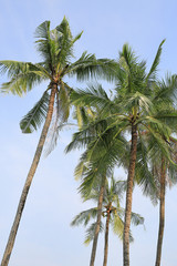 Coconut tree over blue sky.
