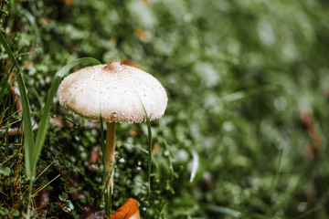 Mushroom in green grass
