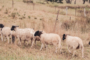 Sheep travelling through plains