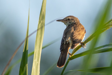 Great reed warbler - Acrocephalus arundinaceus