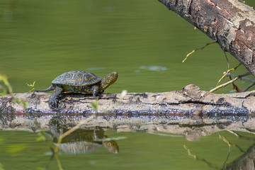 Fototapeta premium Pond turtle - Emys orbicularis