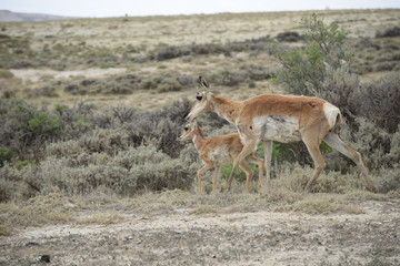 Fototapeta premium antelope