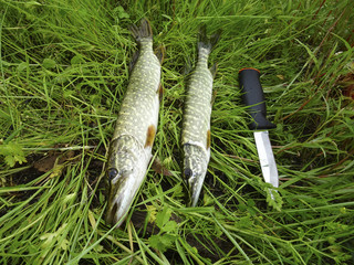 Morning catch - two caught pikes on the grass and a knife for comparing sizes