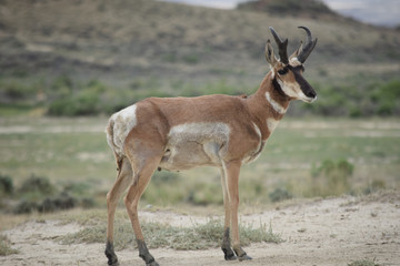 Wyoming Antelope