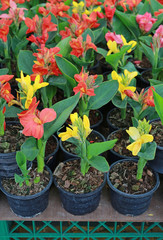 Canna lilly flowers in pot at the garden.