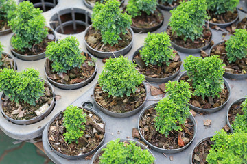 Orange Jessamine Satin-wood, Cosmetic bark tree.