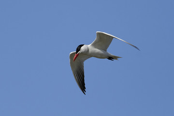 Caspian tern (Hydroprogne caspia)