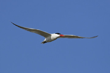 Fototapeta premium Caspian tern (Hydroprogne caspia)