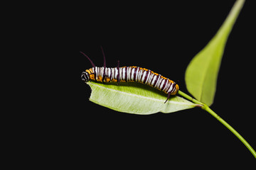 Striped Blue Crow (Euploea mulciber) caterpillar