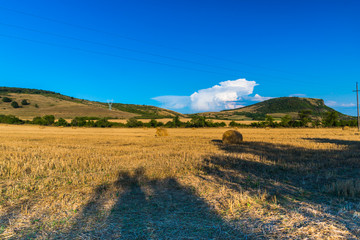 Fototapeta premium Fild of cut wheat