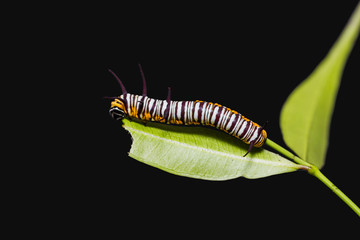 Striped Blue Crow (Euploea mulciber) caterpillar