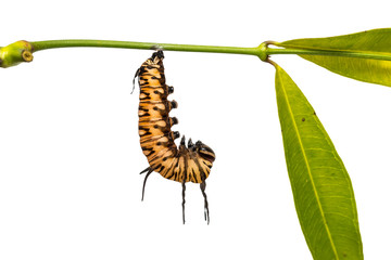 Striped Blue Crow (Euploea mulciber) caterpillar