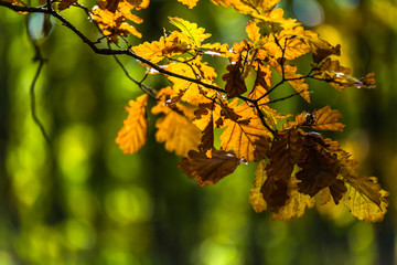 Oak leaves in the forest at the autumn 