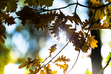 Oak leaves in the forest at the autumn 