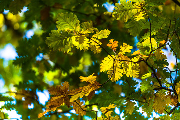 Oak leaves in the forest at the autumn 