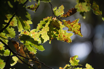 Oak leaves in the forest at the autumn 