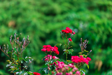 Obraz premium Flowers in the garden
