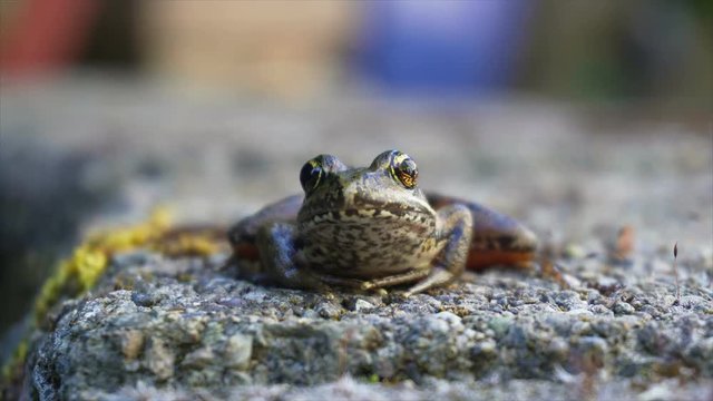Ultra high definition 4k video of a Pacific tree chorus frog with bulging eyes and breathing movement closeup uhd 3840x2160