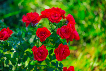 Flowers in the garden