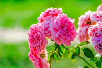 Flowers in the garden