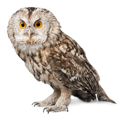 Fototapeta premium Eagle Owl