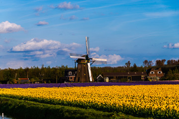 Holland landscape at the springtime
