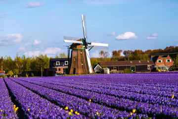 Holland landscape at the springtime
