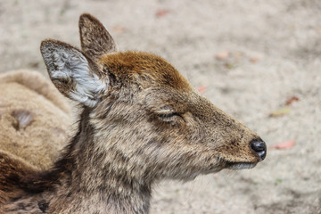 close up head of young dee
