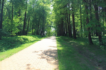 Fototapeta premium bamboo-plant, beauty in Nature, day, direction, Footpath, forest, Green color, Growth, Land, Nature, no people, outdoors, Plant, Road, scenics-nature, Sunlight, the way forward, tranquil scene, Tranqu